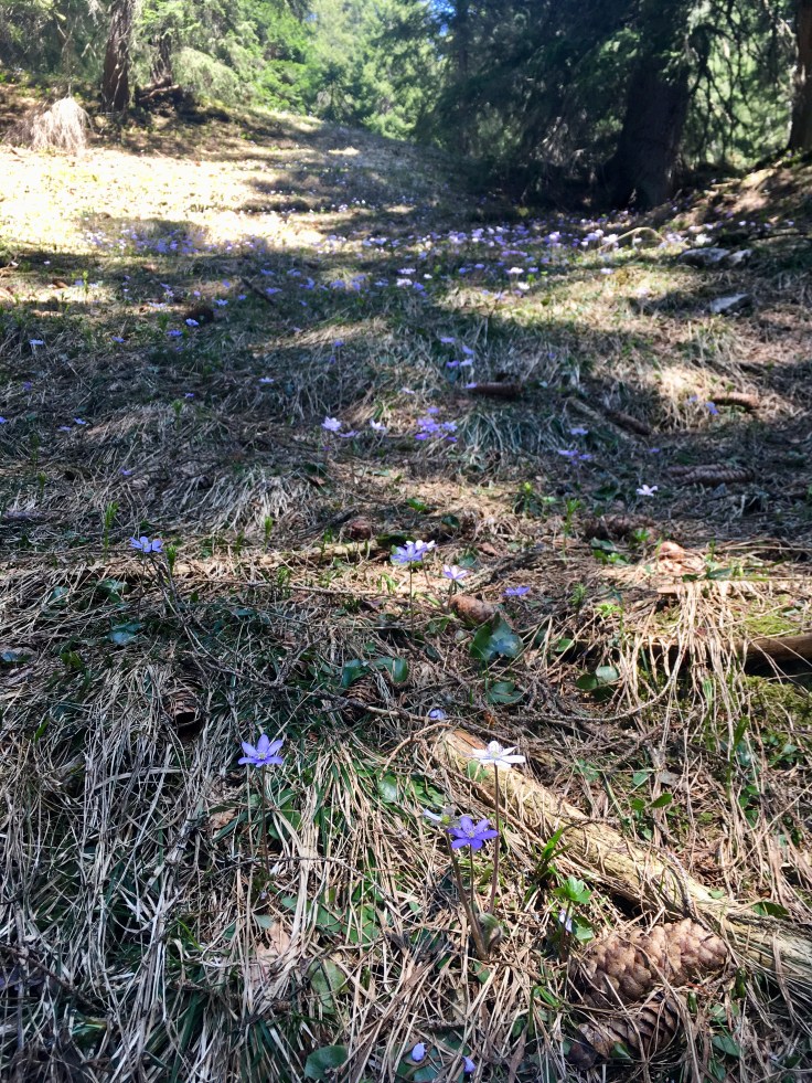 53CC4203-9F8C-4FAC-BC3B-04B36FA9177F